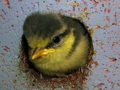 Neugieriges, mutiges Blaumeisenkind