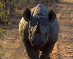 Neugieriges Nashorn