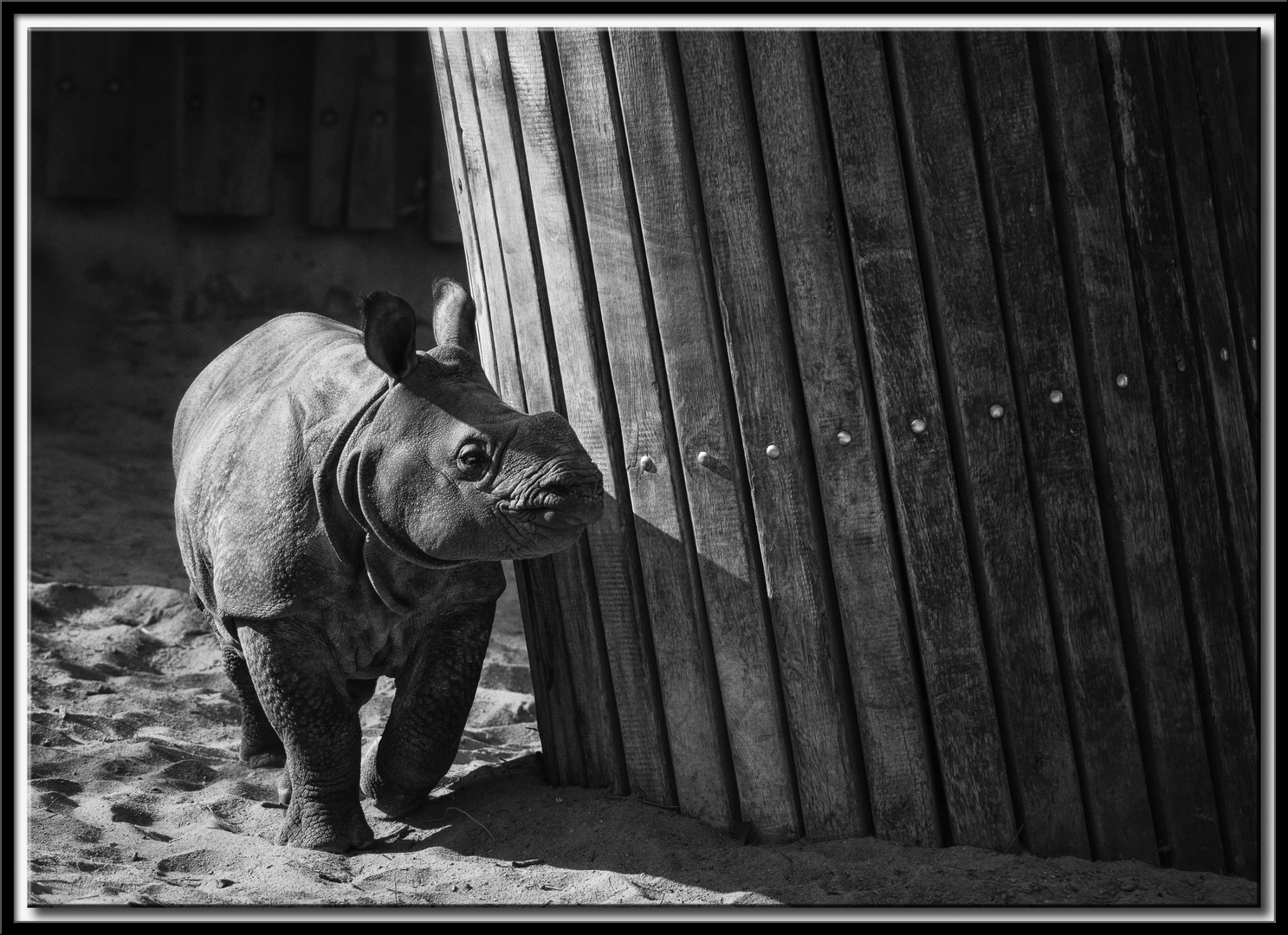 Neugieriges Nashorn-Mädchen