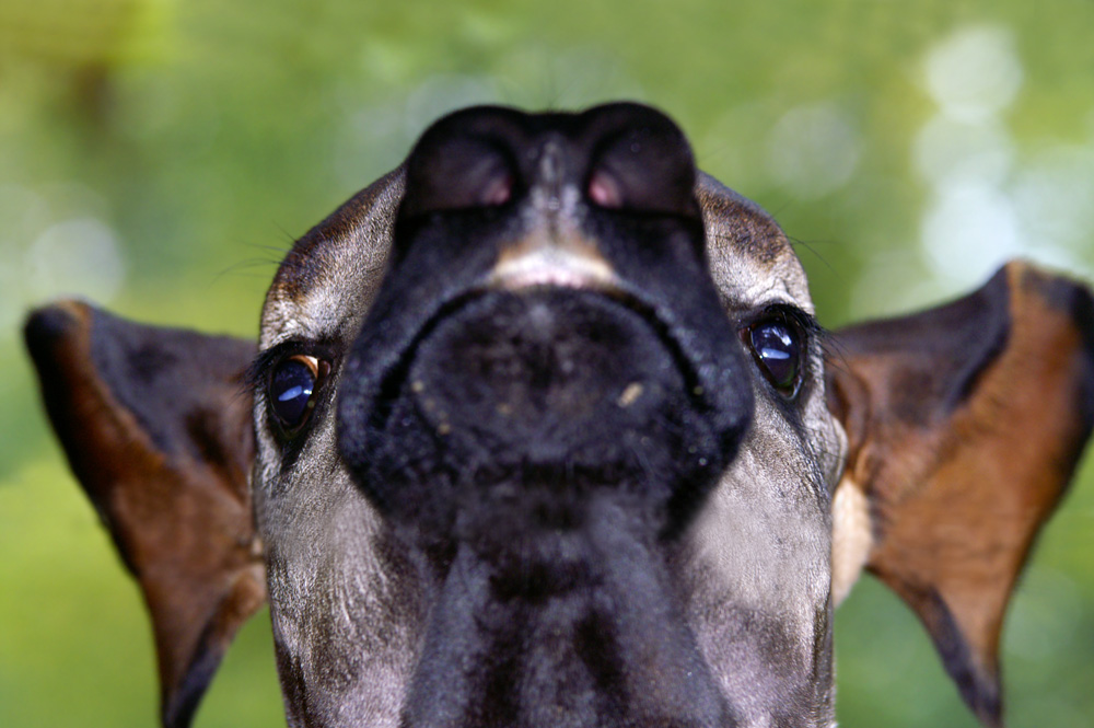 Neugieriges Okapi von Willi Schmitz