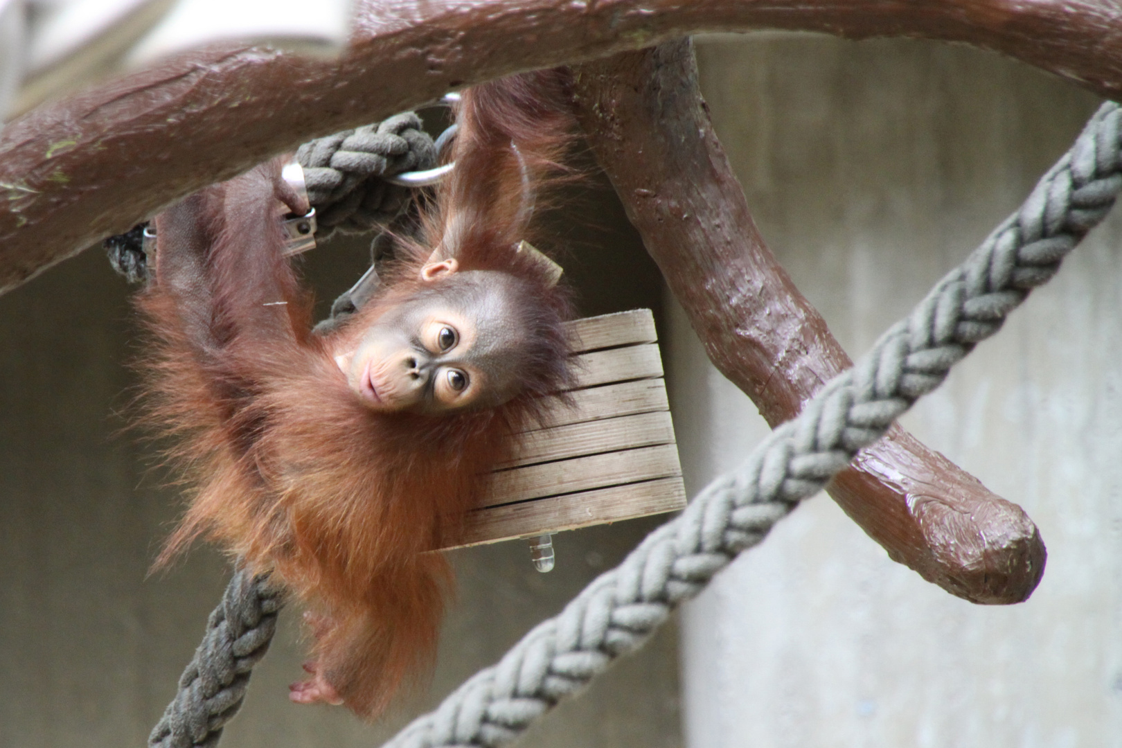 neugieriges Orang-Utanbaby