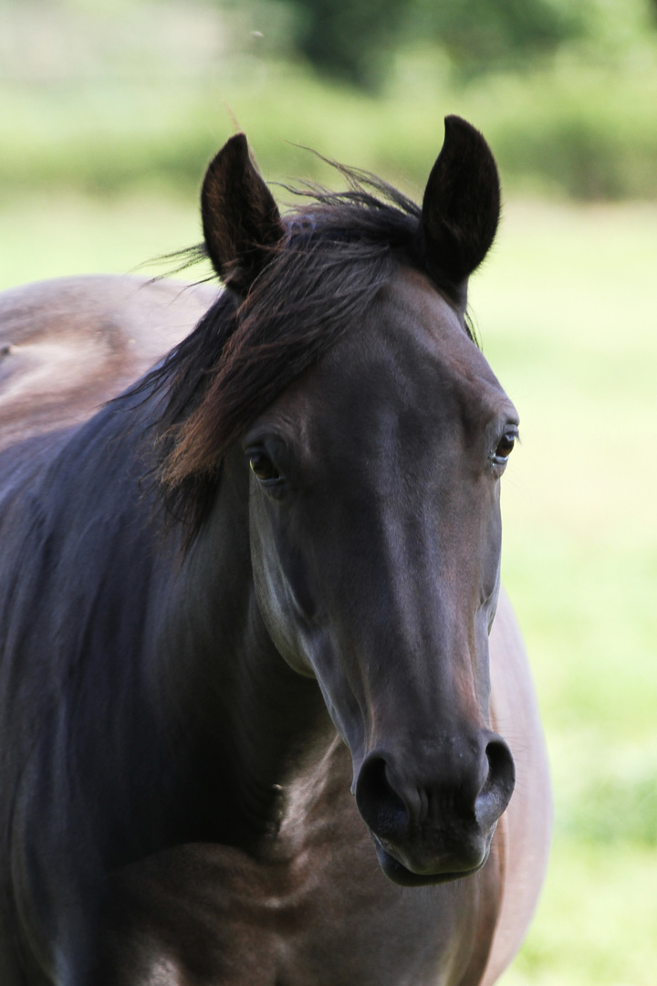 "Neugieriges Pferd"