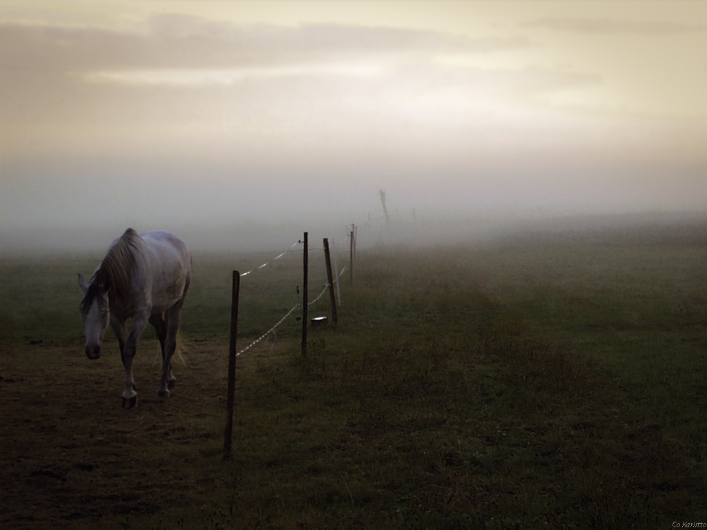 Neugieriges Pferd aus dem Nebel