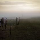 Neugieriges Pferd aus dem Nebel