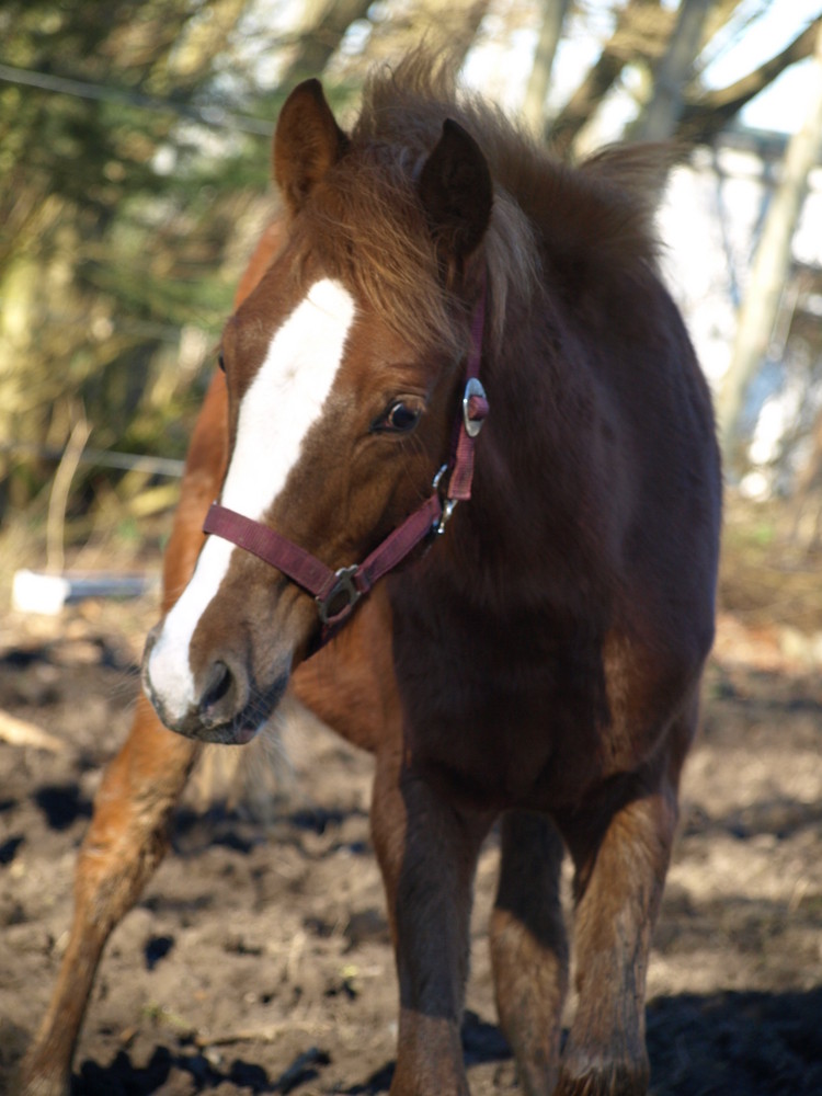 Neugieriges Ponyfohlen