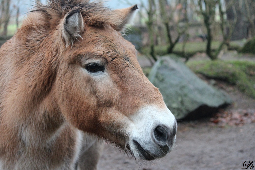 Neugieriges Przewalski-Pferd