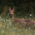 Neugieriges Reh in einer Blumenwiese