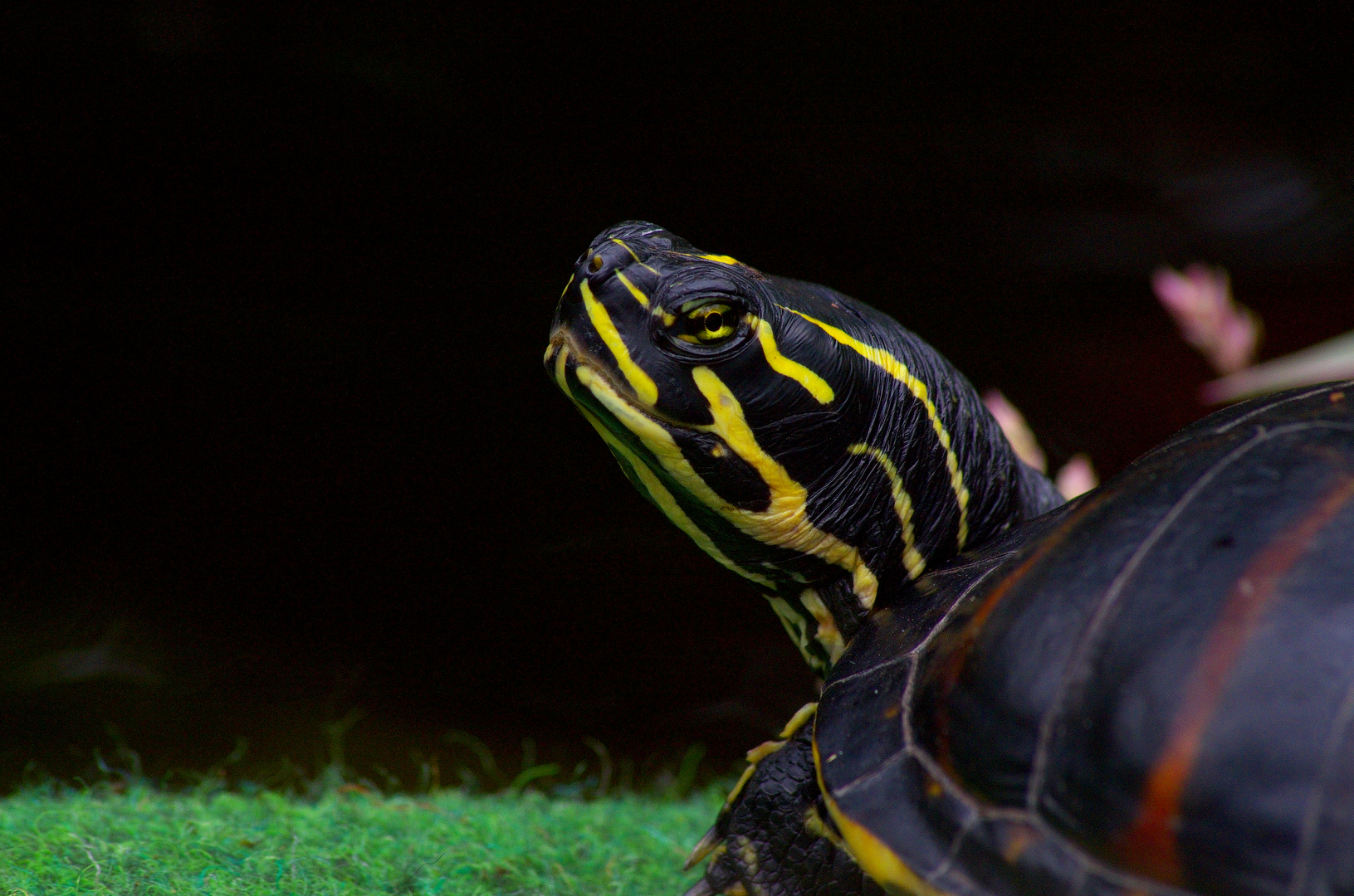 Neugieriges Reptil - Sumpfschildkröte