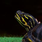 Neugieriges Reptil - Sumpfschildkröte