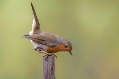 neugieriges Rotkehlchen
