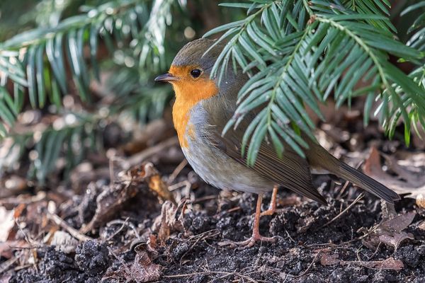 Neugieriges Rotkehlchen