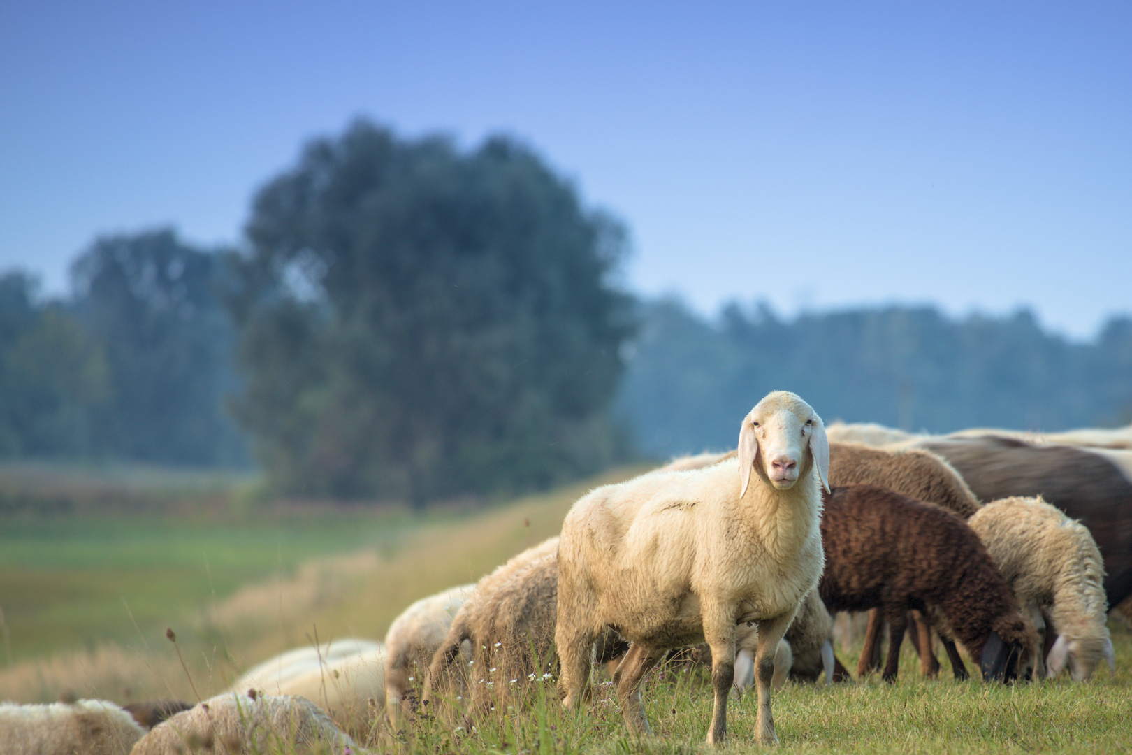 Neugieriges Schaf