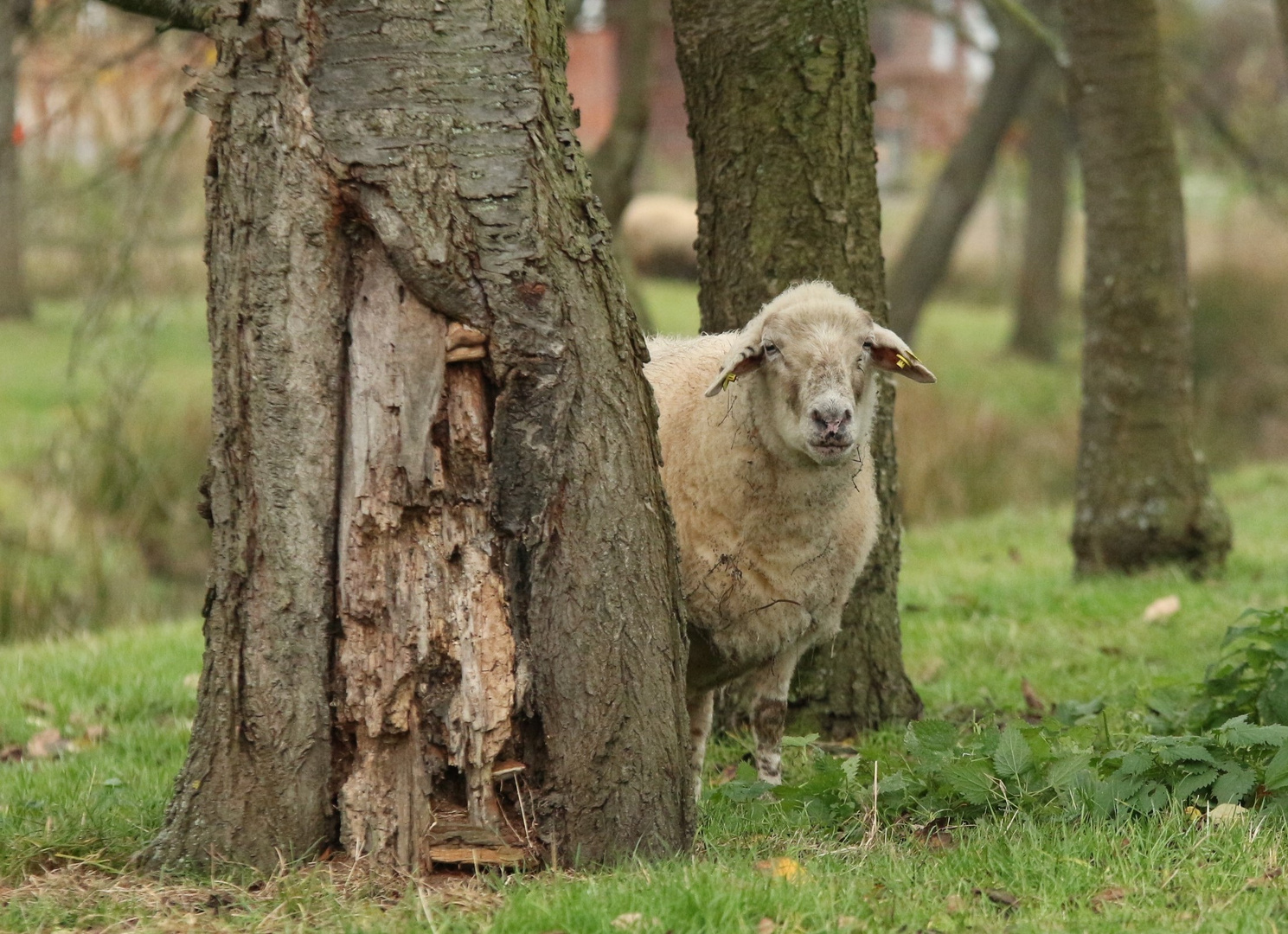 neugieriges schaf