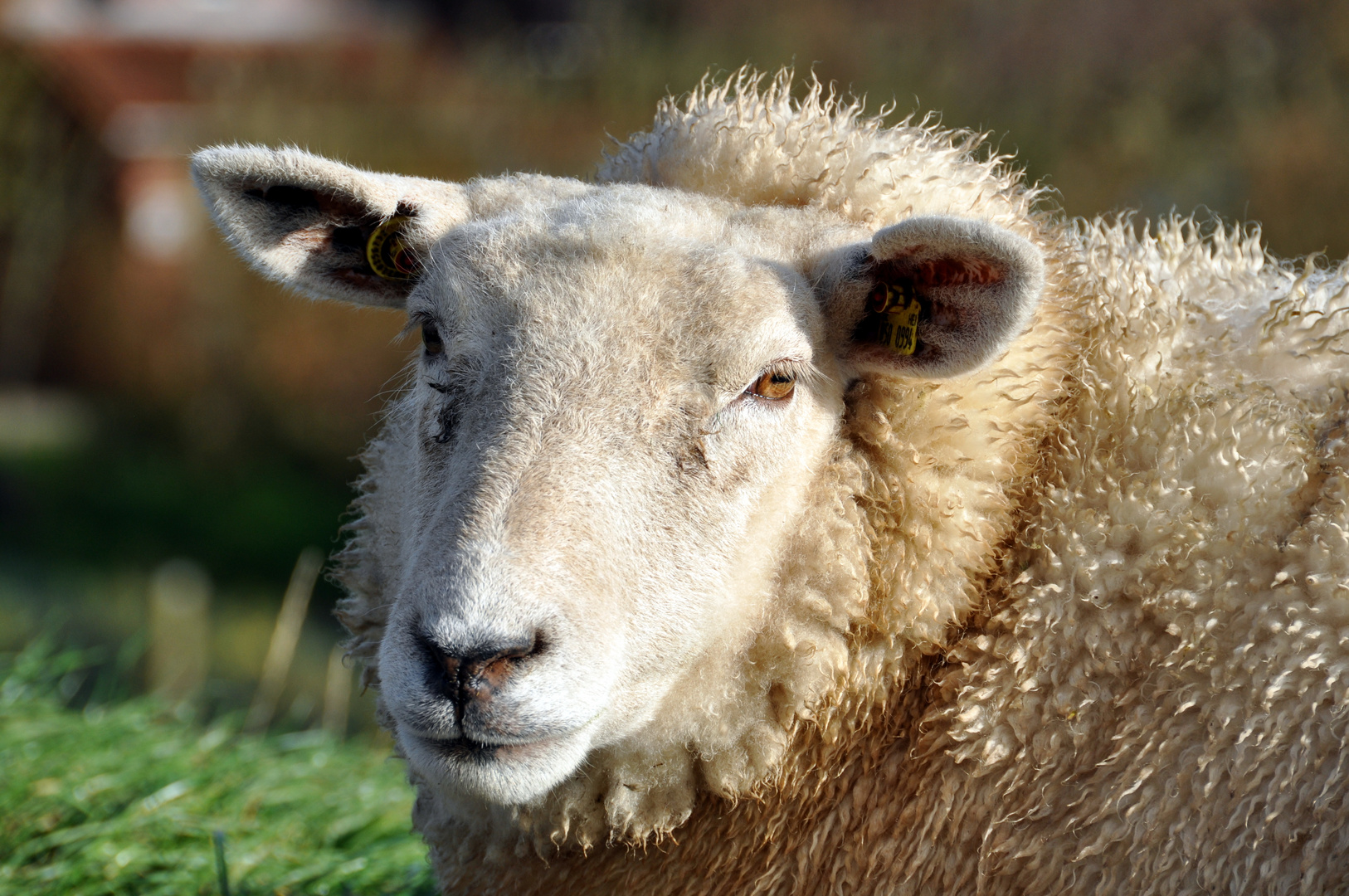 Neugieriges Schaf am Norseedeich