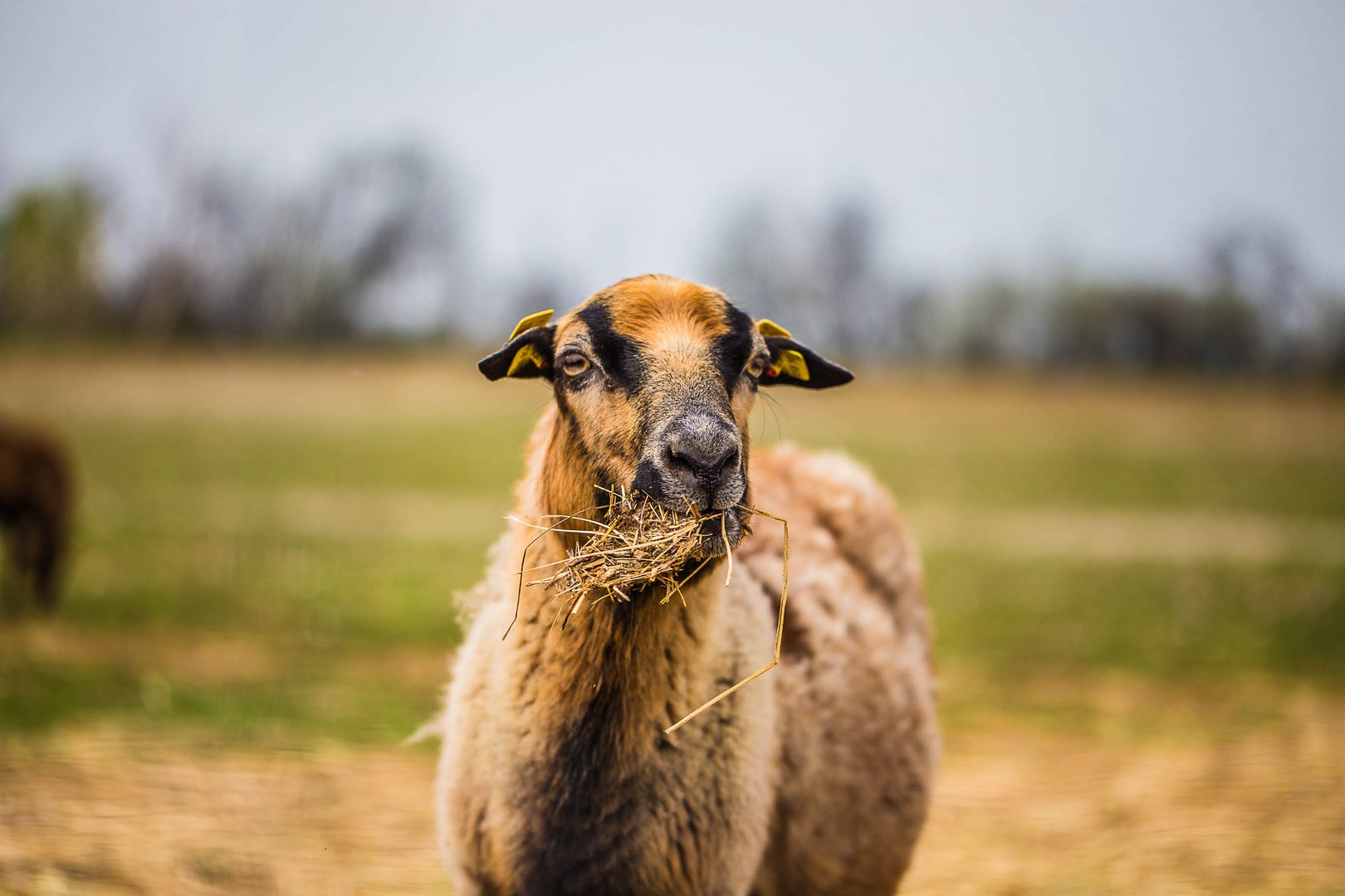 Neugieriges Schaf