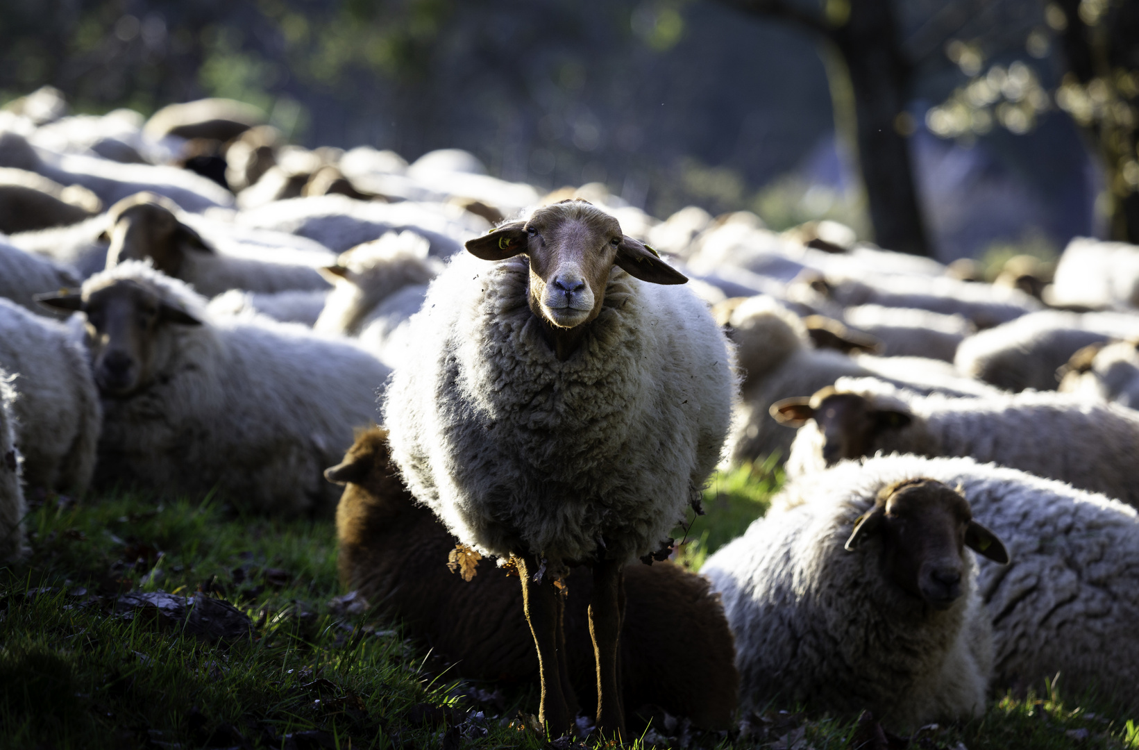 Neugieriges Schaf