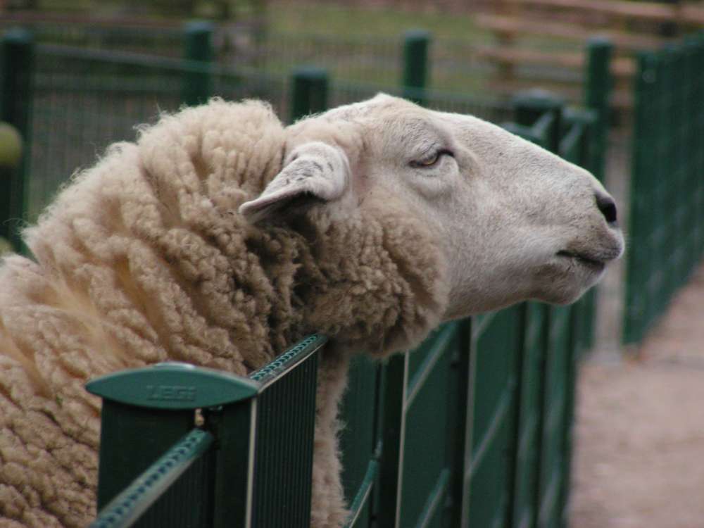 Neugieriges Schaf im Stadwald, Köln