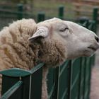 Neugieriges Schaf im Stadwald, Köln