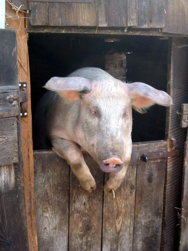 Neugieriges Schwein im Elsass