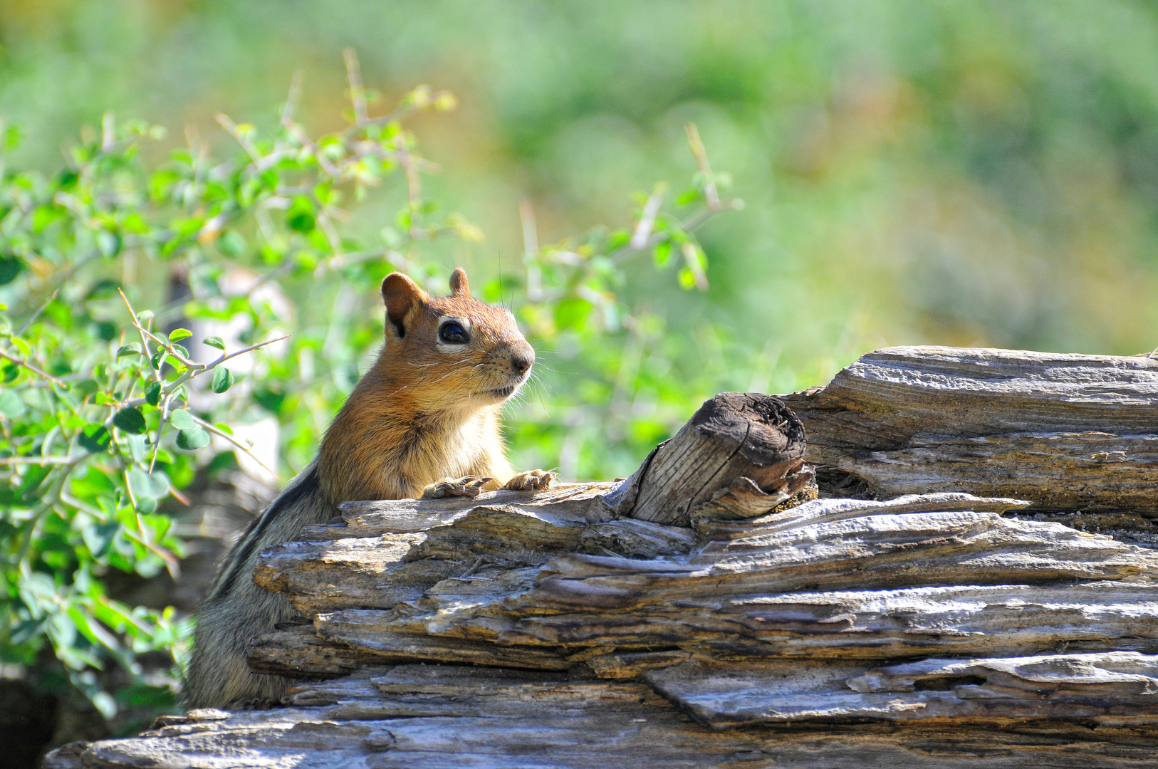 Neugieriges Squirrel