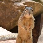 Neugieriges Squirrel im Zion Nationalpark