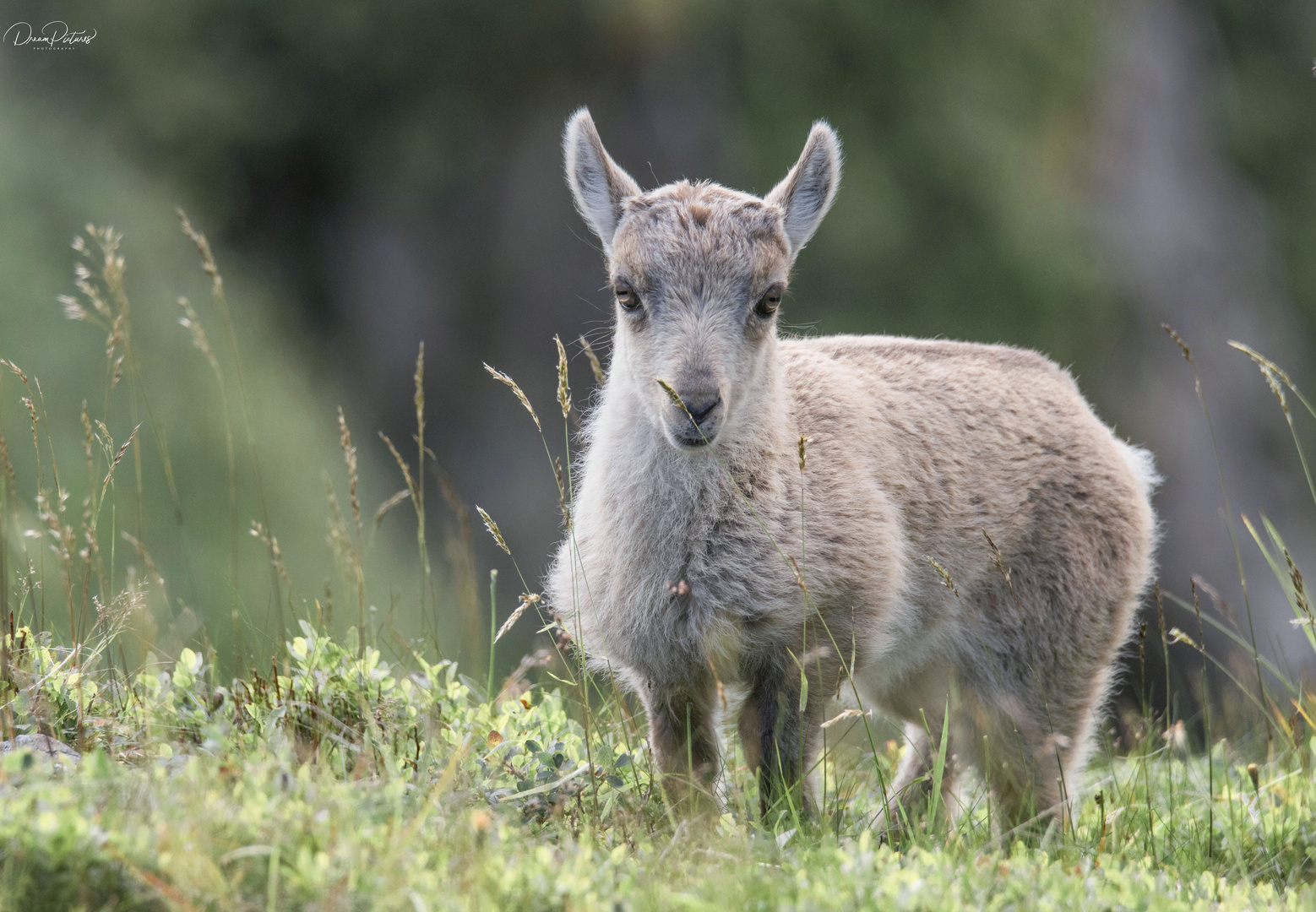 Neugieriges Steinbockkitz