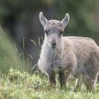 Neugieriges Steinbockkitz