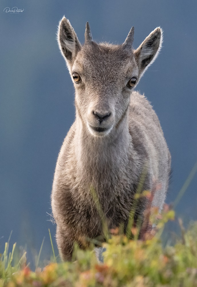 Neugieriges Steinbockkitz