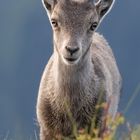 Neugieriges Steinbockkitz