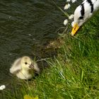 neugieriges Streifengans-Küken....