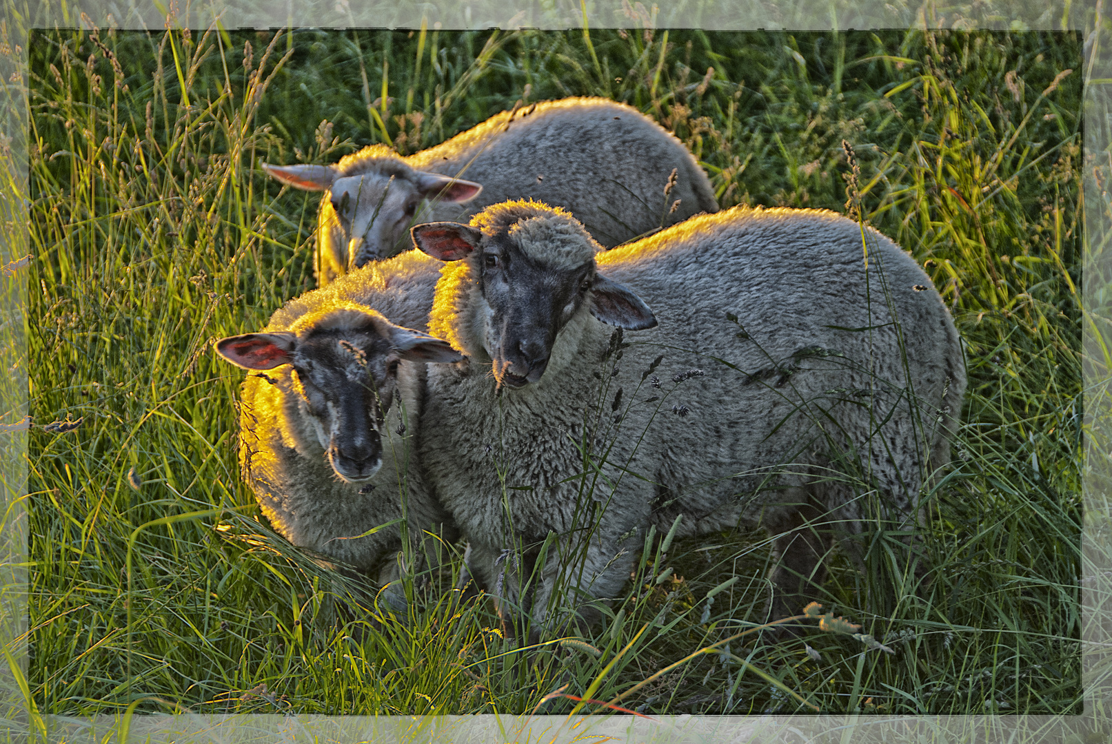 neugieriges Trio in der Abendsonne