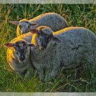 neugieriges Trio in der Abendsonne