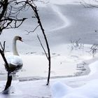 neugieriges Verlassen der Gefahrenzone!