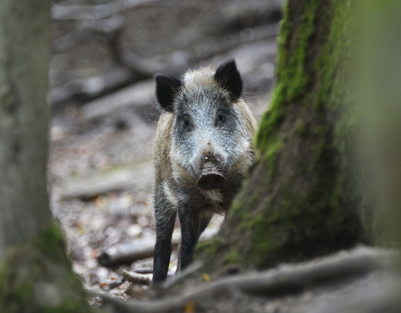 neugieriges Wildschwein