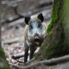 neugieriges Wildschwein