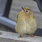 Neugieriges Wintergoldhähnchen 