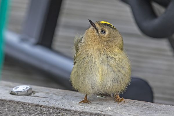 Neugieriges Wintergoldhähnchen 