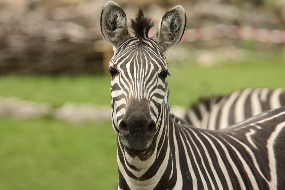 Neugieriges Zebra