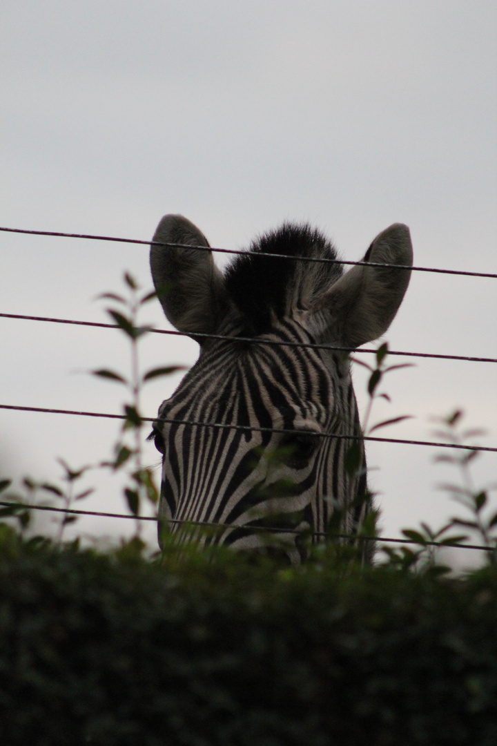 Neugieriges Zebra