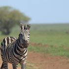Neugieriges Zebra: Ja wer kommt denn da zu Besuch