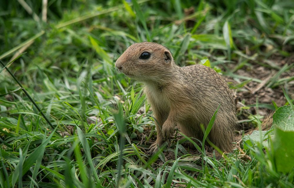 Neugieriges Ziesel