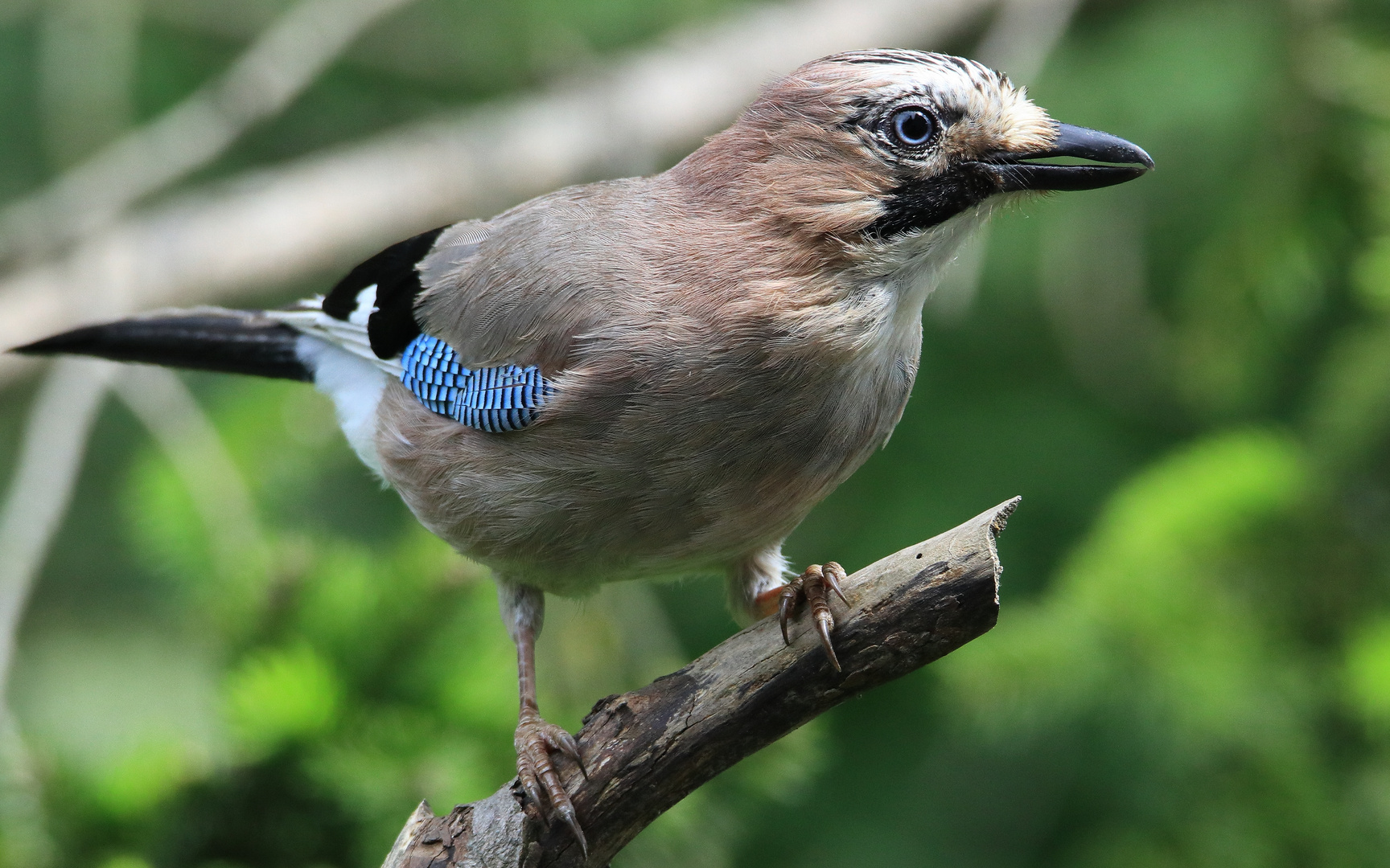 Neugiervogel