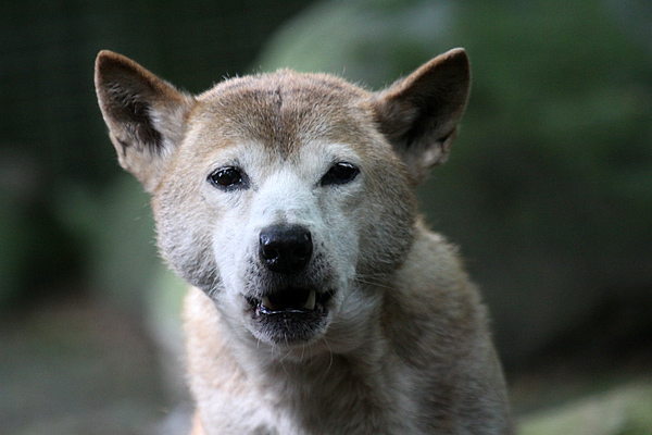 Neuguenea Dingo