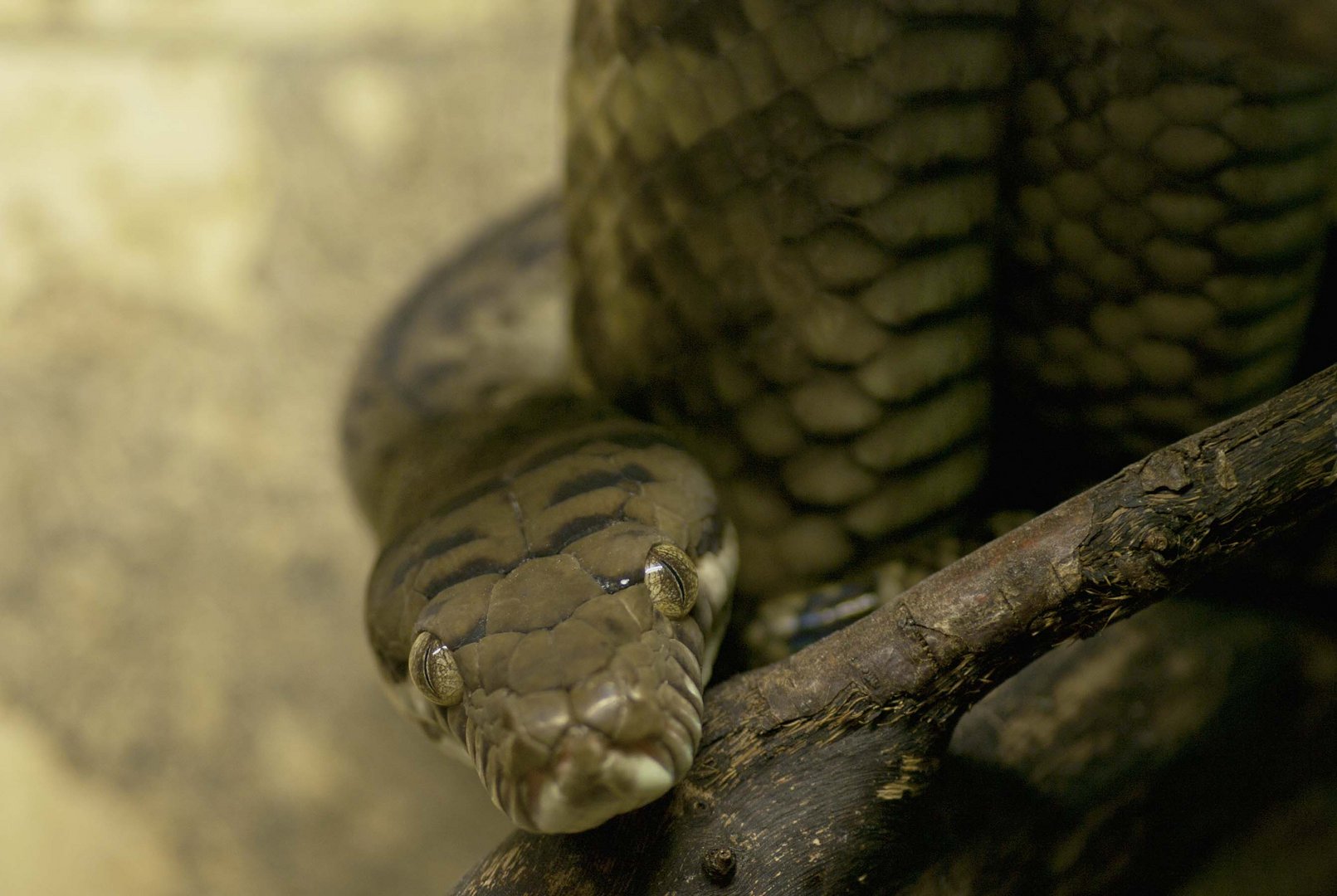 Neuguinea-Amethystpython - eine wenig erforschte Pythonart