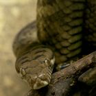 Neuguinea-Amethystpython - eine wenig erforschte Pythonart