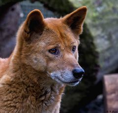 Neuguinea-Dingo