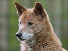 Neuguinea-Dingo