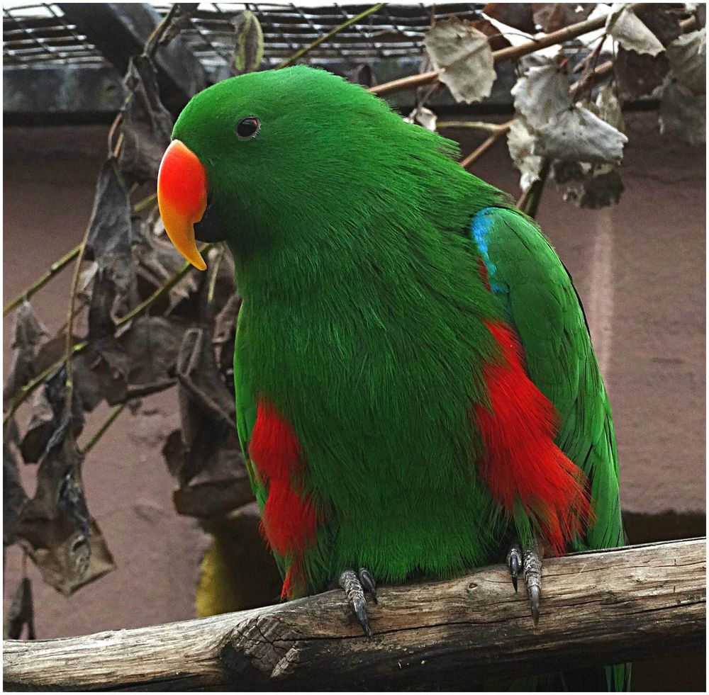 Neuguinea-Edelpapagei (Zoo Neuwied)