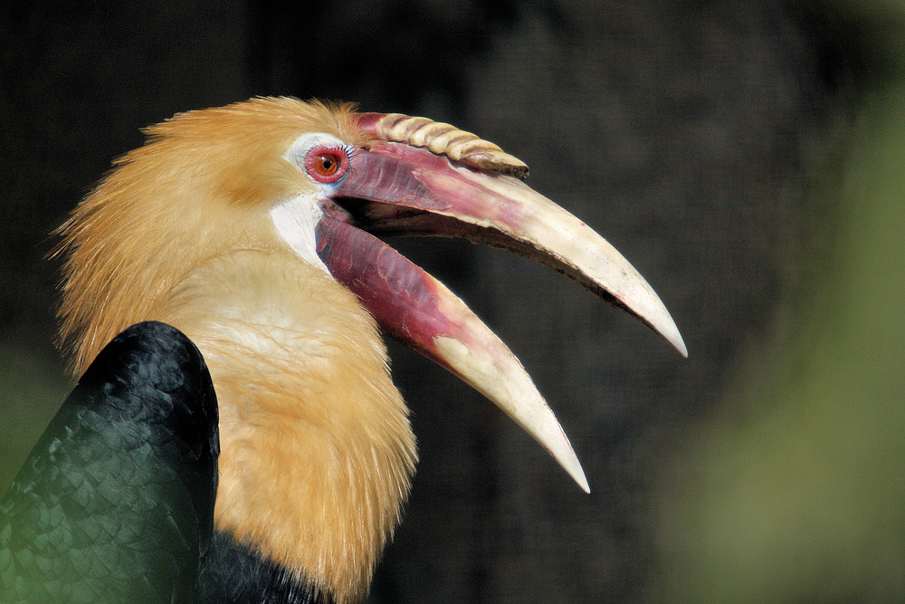 Neuguinea Jahrvogel