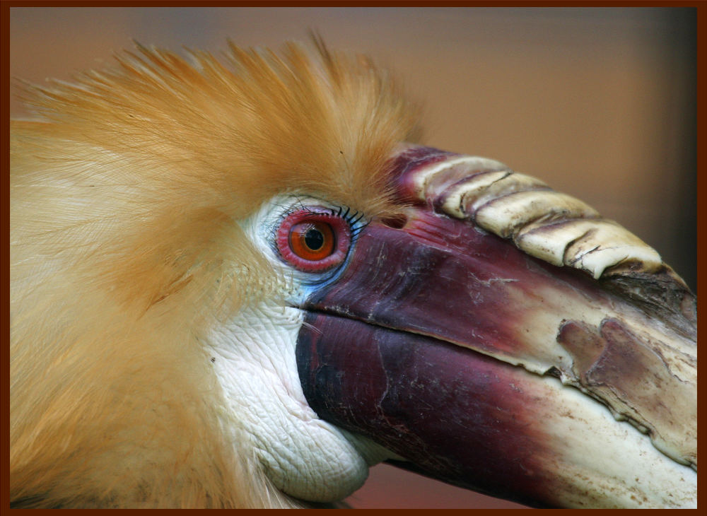 Neuguinea Jahrvogel